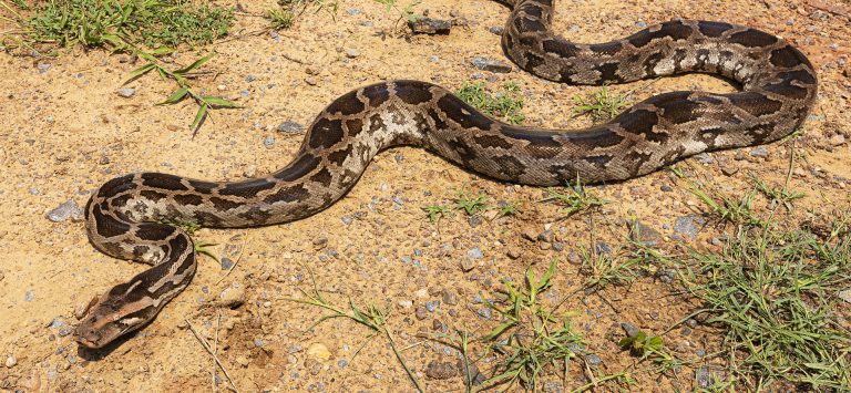 Remarkable Rescues Of The Indian Rock Python - Wildlife SOS