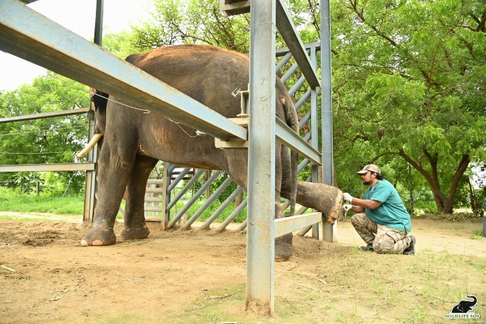 Positive conditioning and target training help Rajesh be cooperative during medical checkups. [Photo (c) Wildlife SOS/Suryoday Singh Mann]