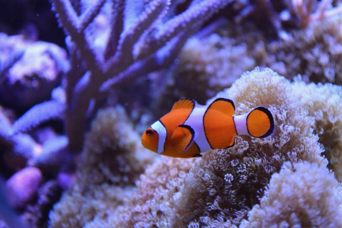 Many seemed to have missed the message of "Finding Nemo", as Clownfish sales reached a new high after the film's release. [Photo (c) Pixabay]