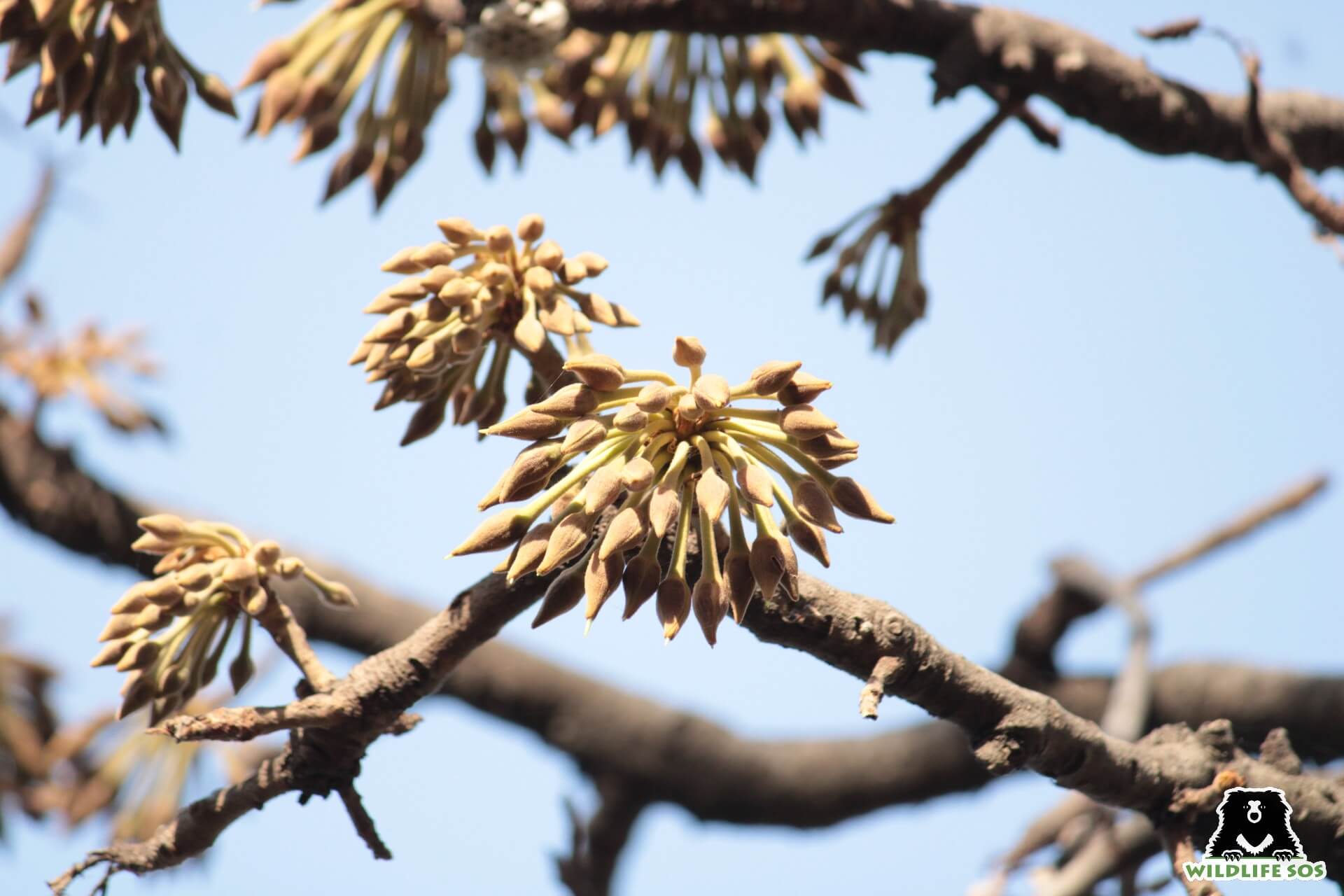 Mahua: India’s Most Intoxicating Tree Attracts Man And Animal ...