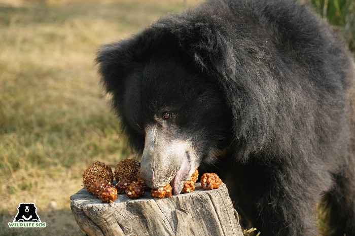 sloth bear eating