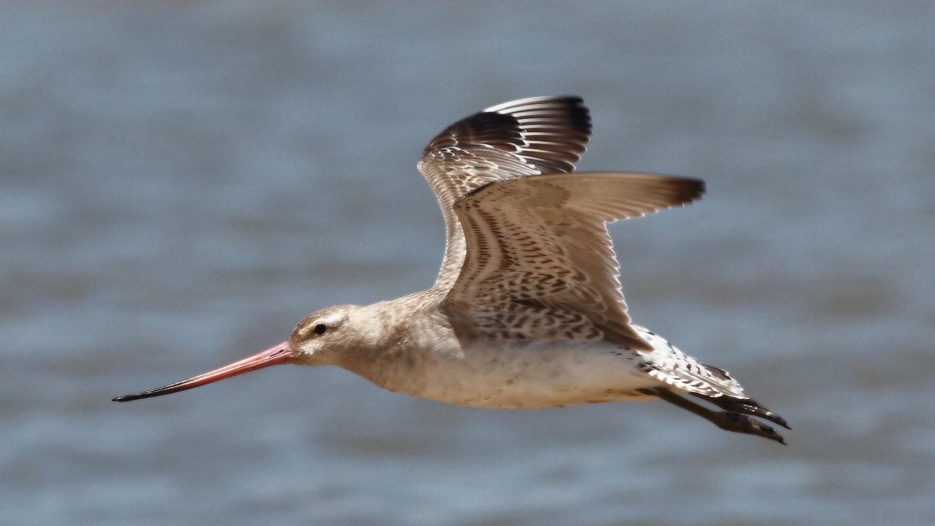 Rescued bird steals hearts before its return to nature