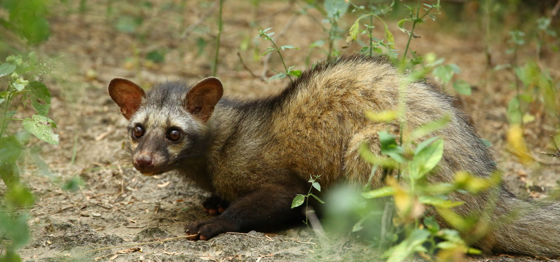 Civet Rescues Over The Years By Wildlife SOS - Wildlife SOS