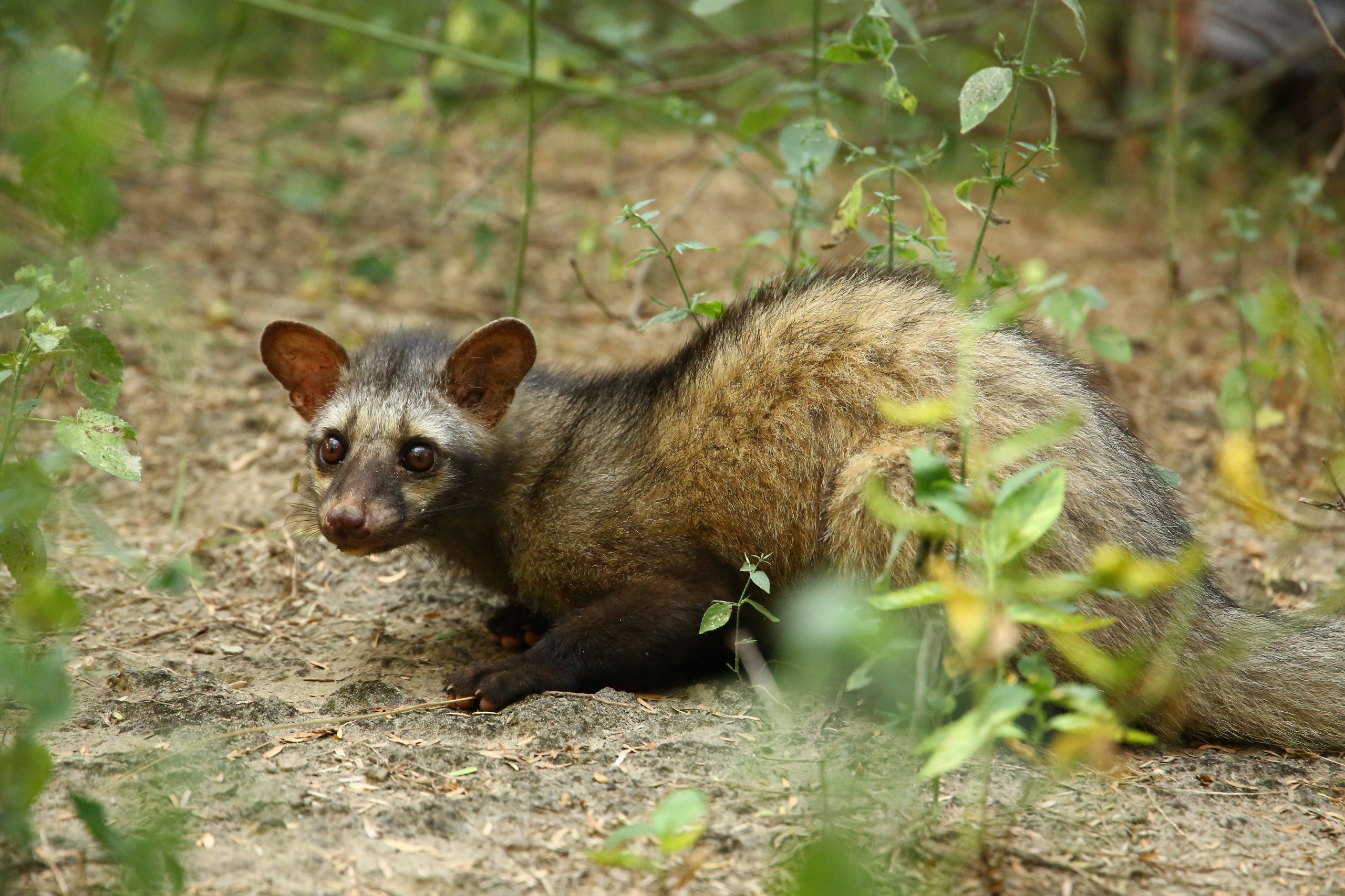 Civet Rescues Over The Years By Wildlife SOS - Wildlife SOS
