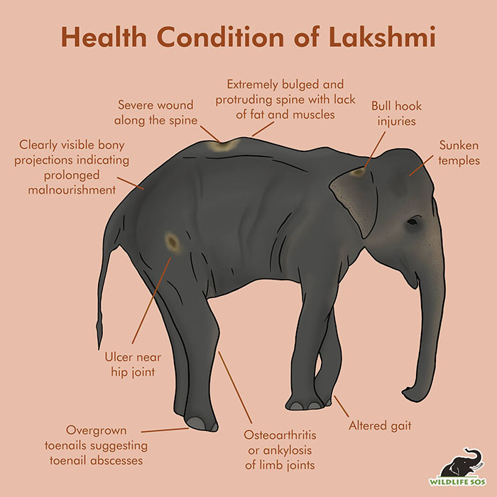 Health condition of Lakshmi. [Graphic (c) Wildlife SOS/Avni Gupta]