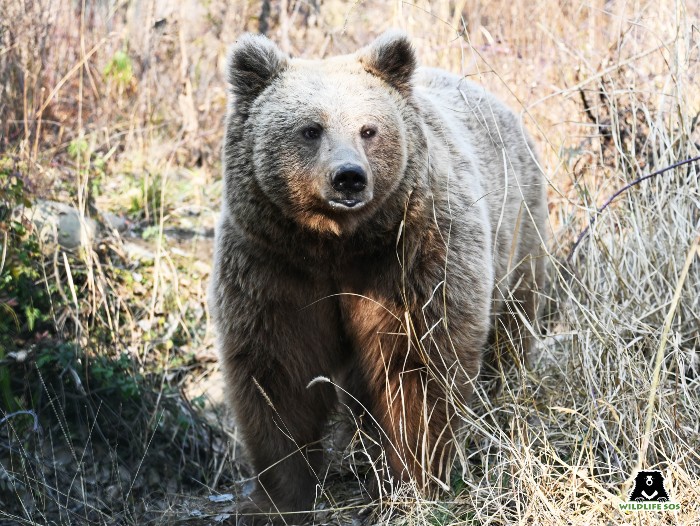 himalayan brown bear