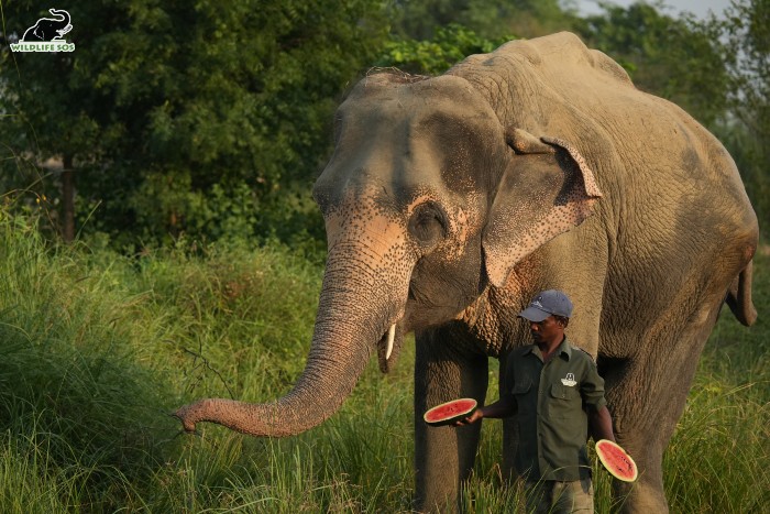 Lakshmi's caregiver feeds her watermelon during her walks. [Photo (c) Wildlife SOS/Mradul Pathak]