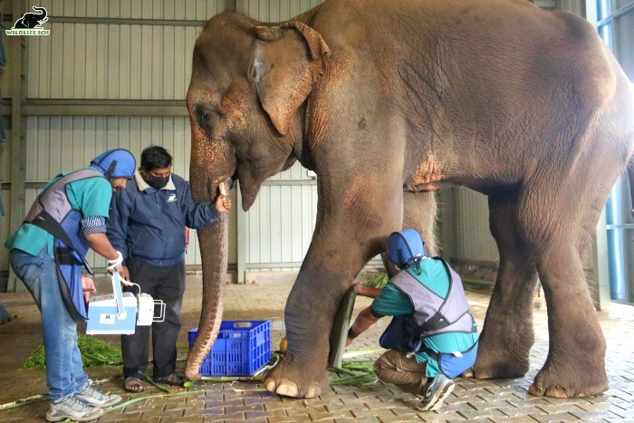 Lakshmi's preliminary treatments after her arrival. [Photo (c) Wildlife SOS/Mradul Pathak]