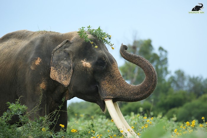 Suraj enjoys taking mud baths when he is out on walks. [Photo (C) Wildlife SOS/Mradul Pathak]