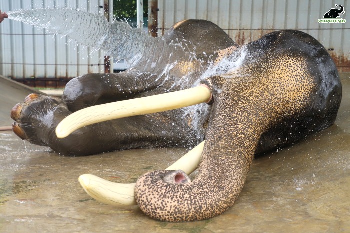 This jumbo often falls asleep when his caregiver is giving him a bath. [Photo (C) Wildlife SOS/Mradul Pathak]