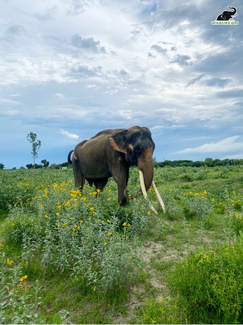 Suraj's name means "sun" in Hindi. Suraj out on a walk during a cold winter day. [Photo (C) Wildlife SOS/ Shirina Sawhney]