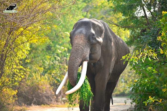 The photo that our documentation officer clicked when he went out on a walk with Suraj for the first time. [Photo (C) Wildlife SOS/ Suryoday Singh Mann]