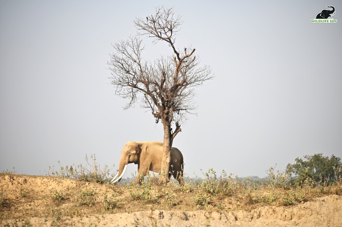 Suraj out on a walk during a cold winter day. [Photo (C) Wildlife SOS/ Suryoday Singh Mann]