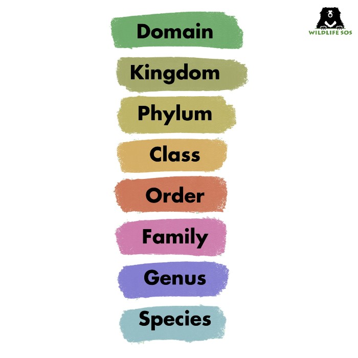 Basics of taxonomic classification. [Graphic (c) Wildlife SOS/Malavika Jayachandran]