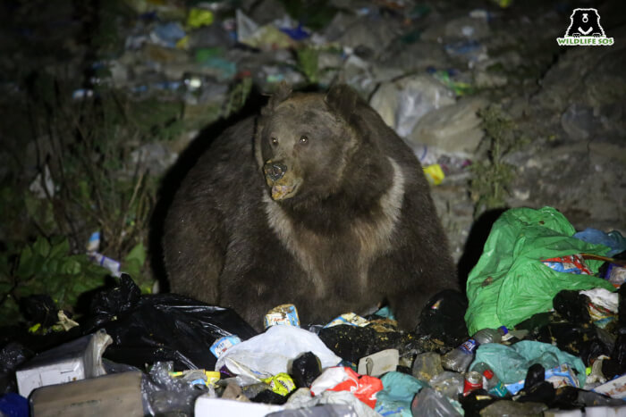 himalayan brown bear