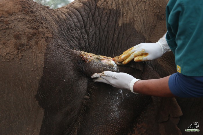 Our veterinary officer treats the wound on Lakshmi's back. [Photo (c) Wildlife SOS/Suryoday Singh Mann]