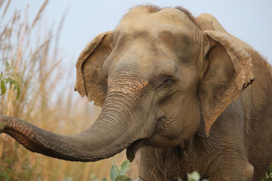 Indian Laws Protecting Elephants - Wildlife SOS