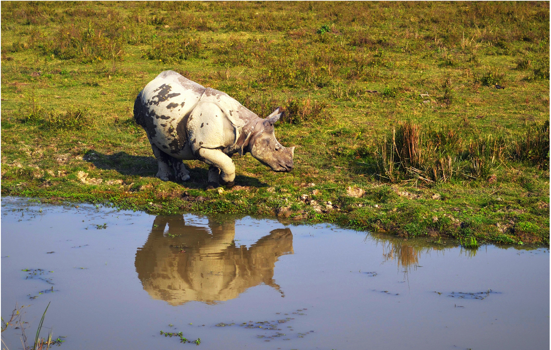 Rhino Horns Elephant Ivory Seized After Busting Smugglers In