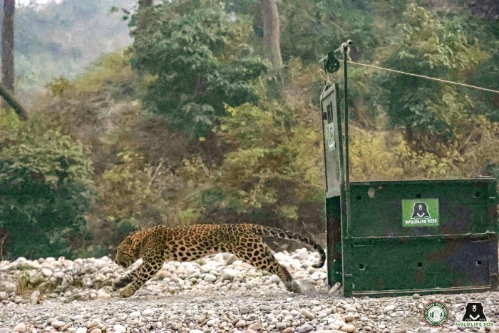 Leopard strays into residential area, rescued