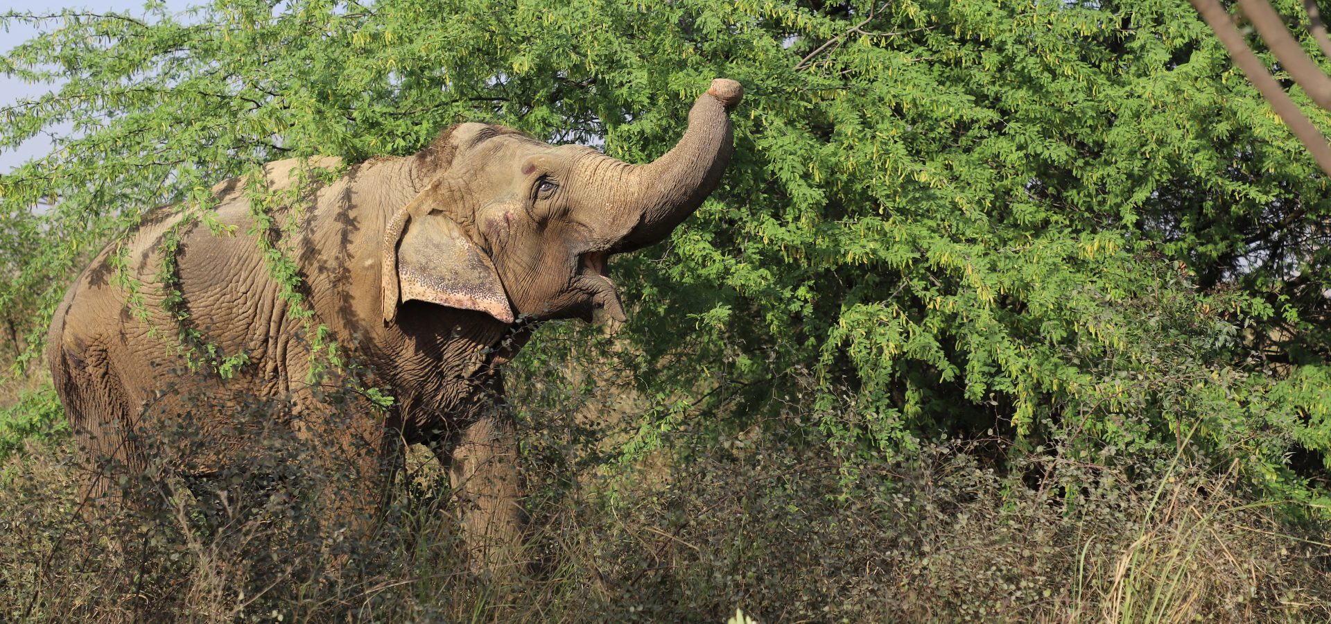 Elephant Migration: The Journey of Gentle Giants - Wildlife SOS