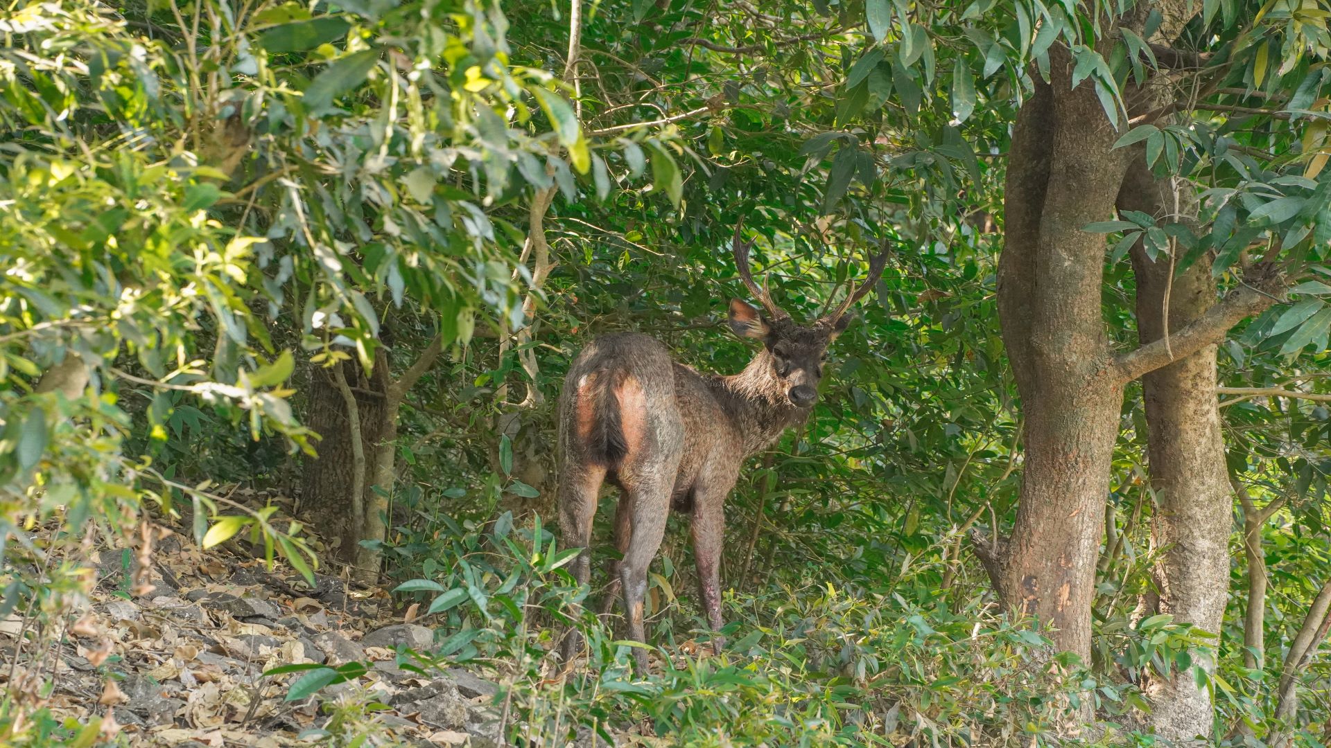 Wonders And Woes Of India's Largest Deer - Wildlife SOS