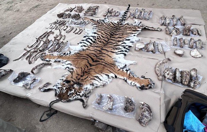 tiger body parts