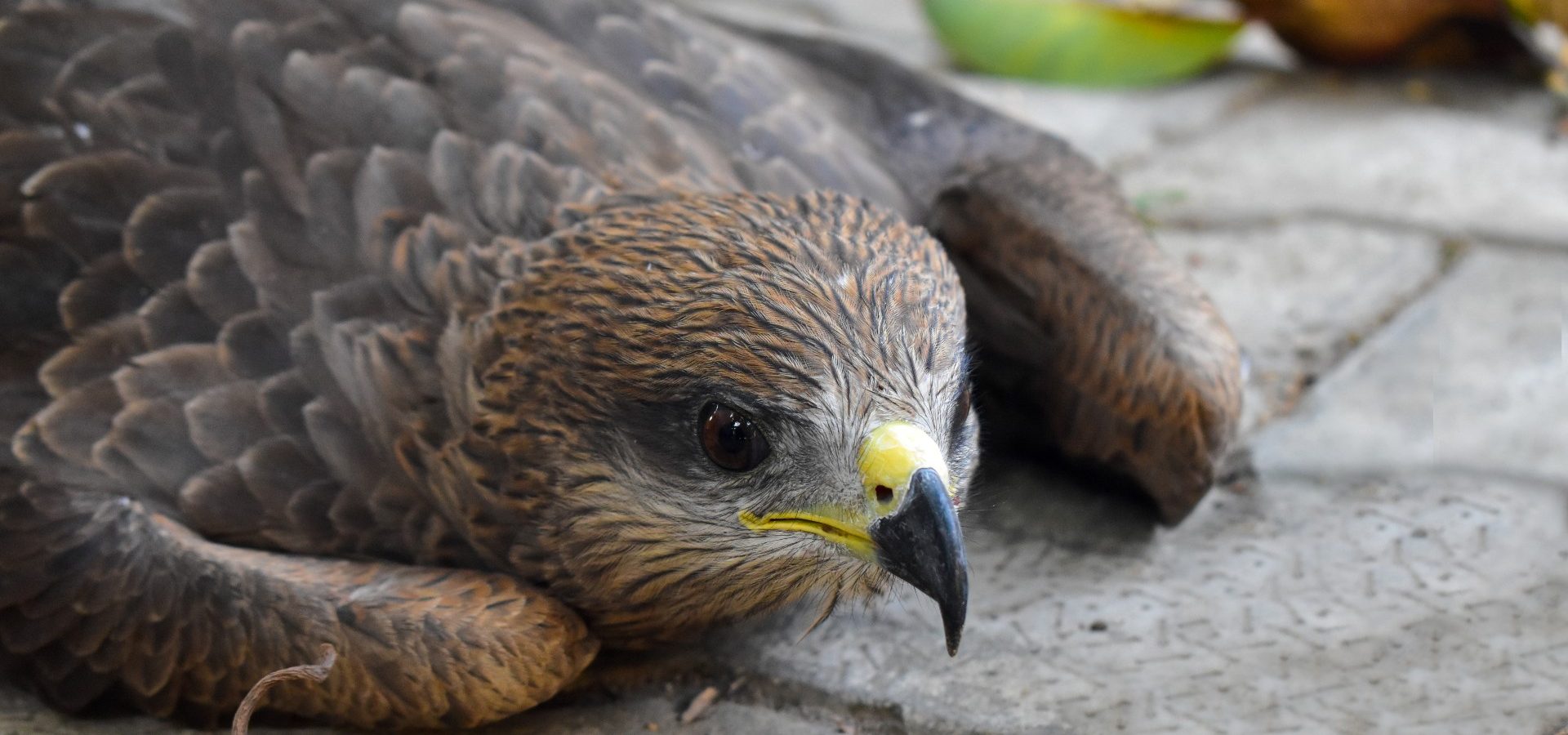 Birds of prey - Our Planet Images