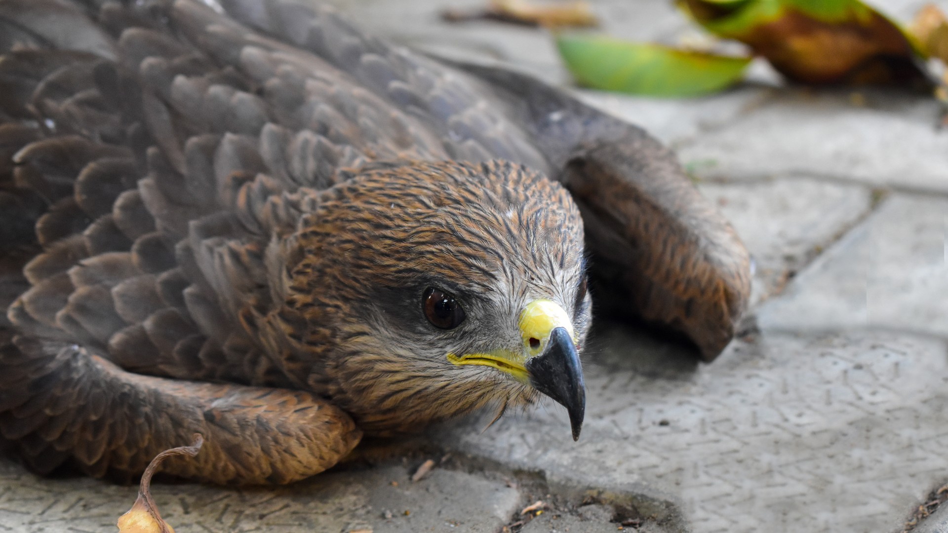 Indian Kite Bird