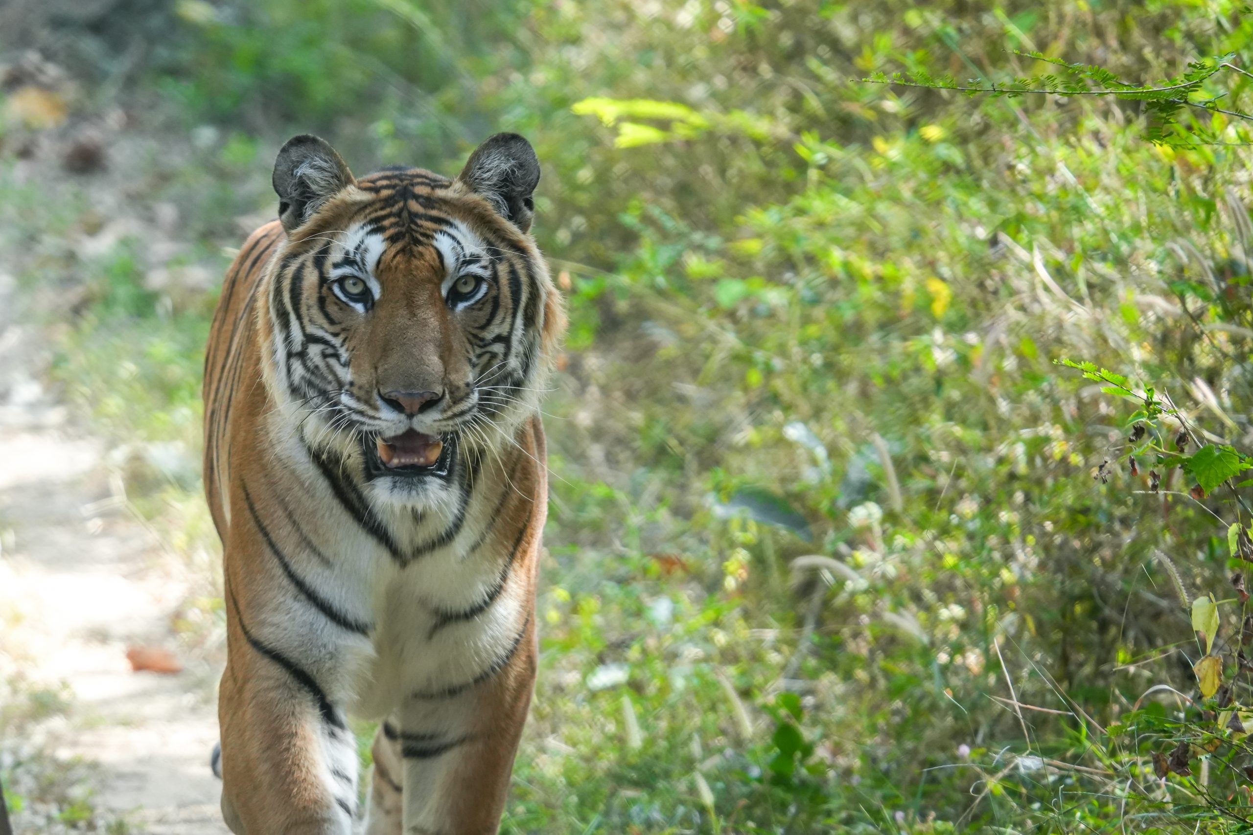 Tiger conservation success in 2023