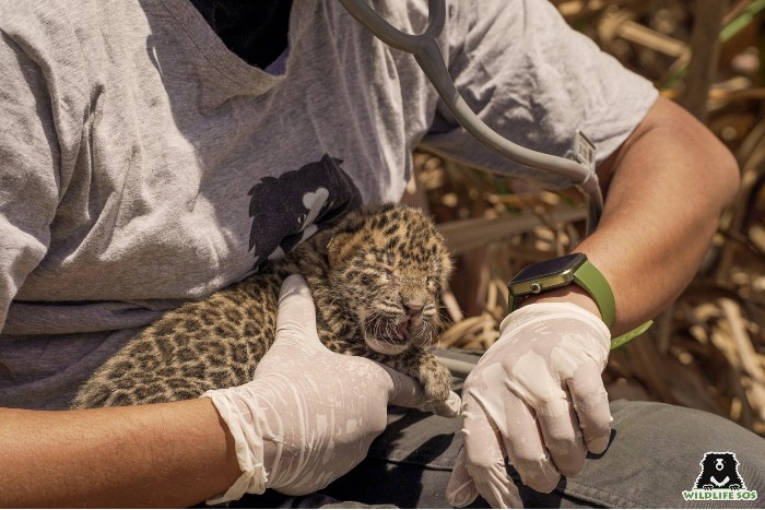 Leopard cubs are microchipped prior to the reunion to understand their movements and identify them. [Photo (c) Wildlife SOS/ Akash Dolas]