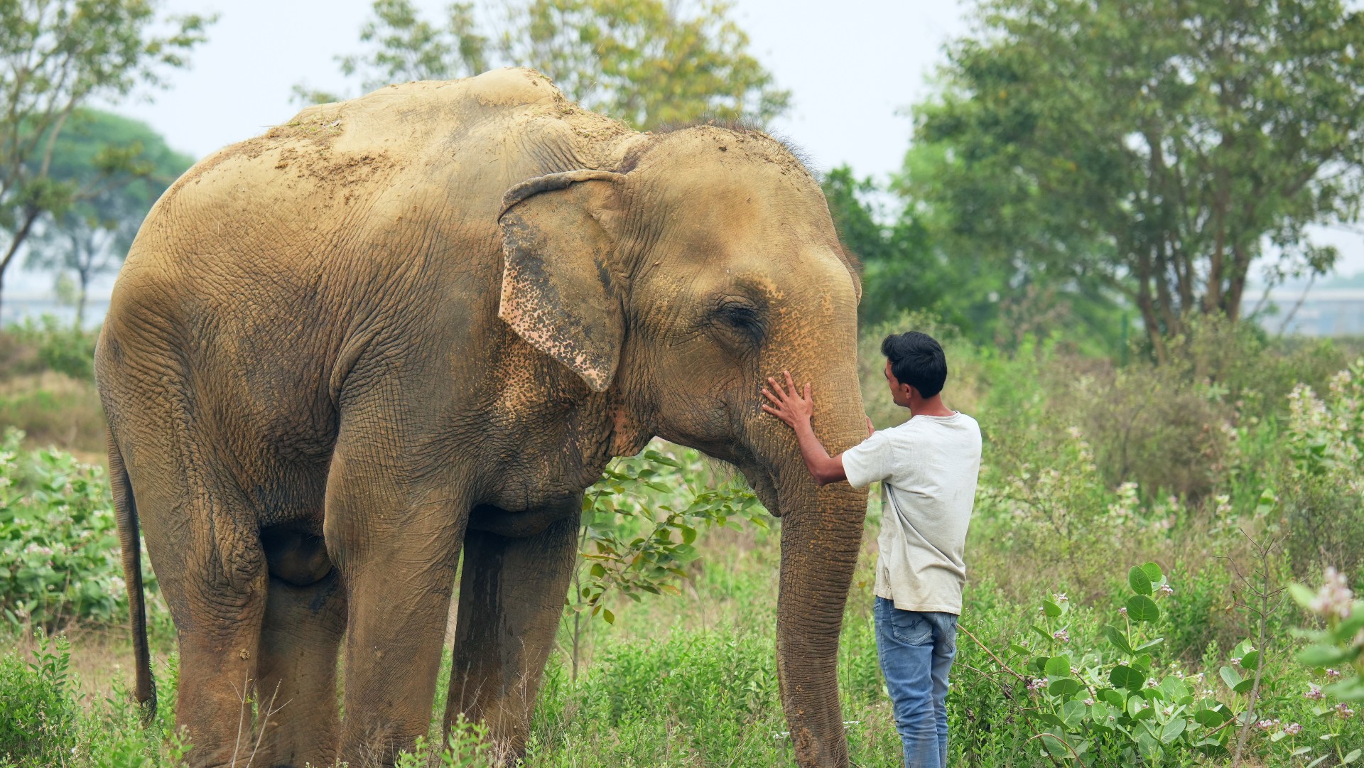 Nina, The Warrior Who Survived 60 Years Of Torment - Wildlife SOS