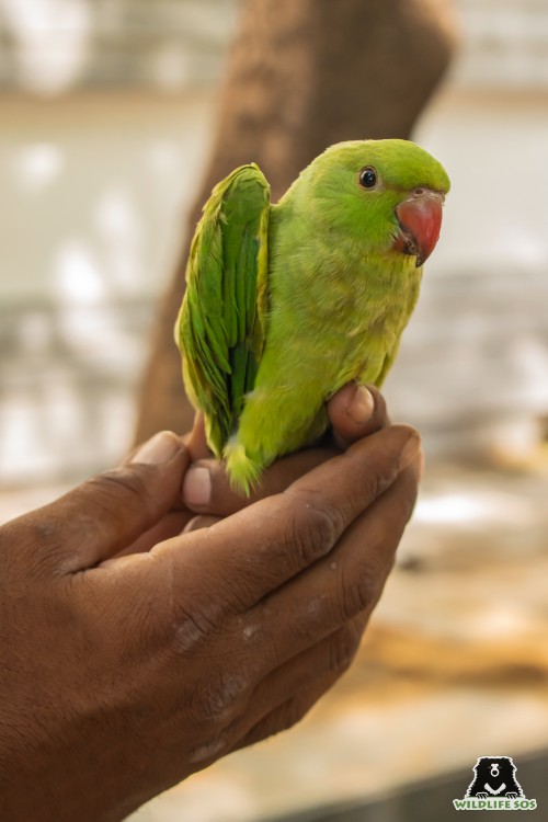 rose ringed parakeet – Don't hold your breath