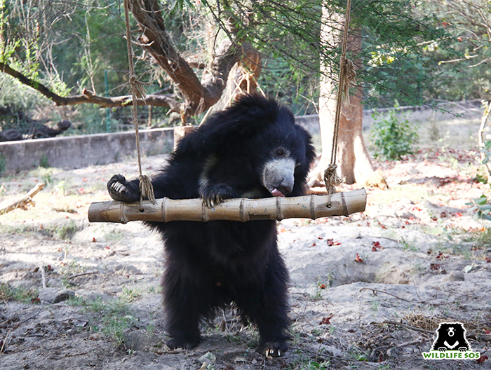 Bear Diary: Bizi Lights Up The Day! - Wildlife SOS