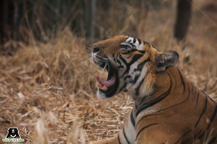 World Tiger Day: Threats To The Majestic Cat - Wildlife SOS