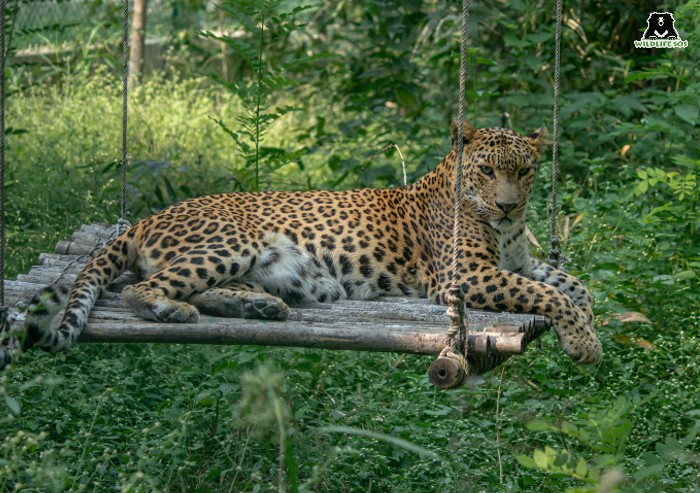 Leopard sighting stirs fear among residents in Bengaluru, advisories issued  to housing associations