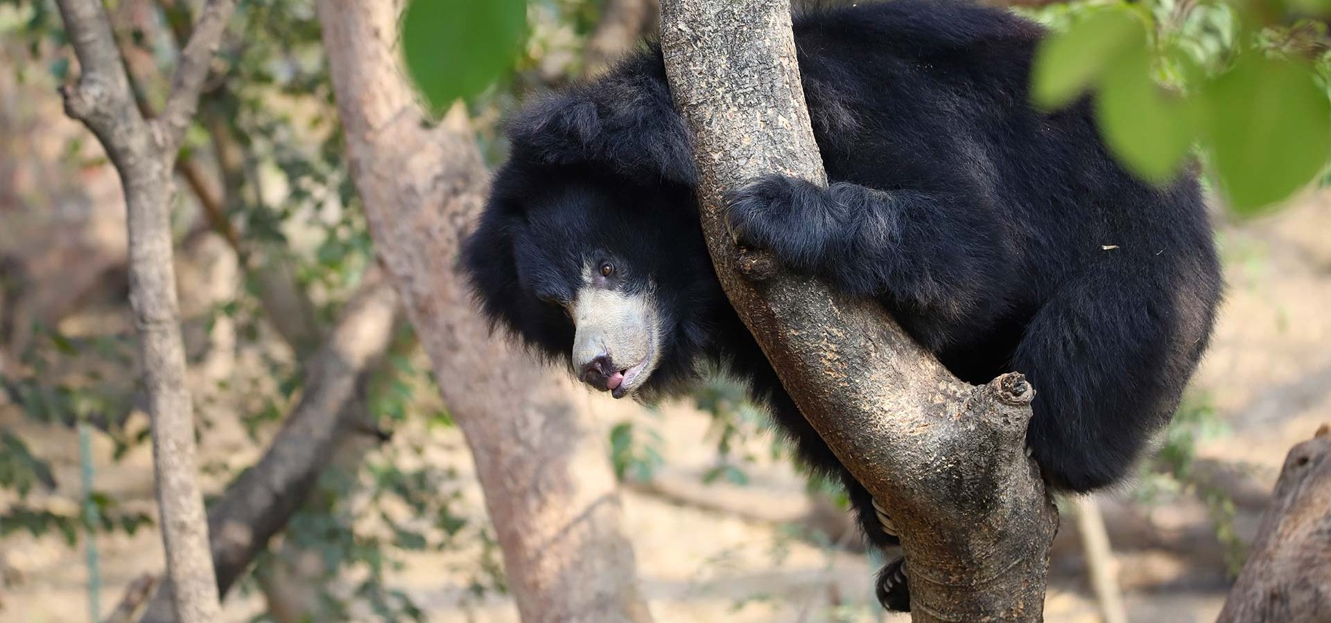 Can Bears Climb Trees?