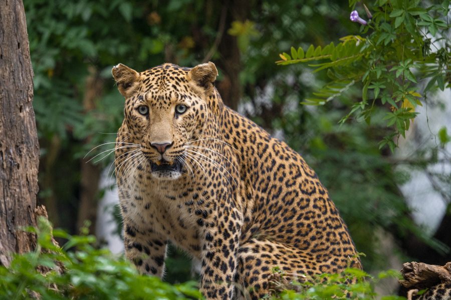 In Memoriam – Lali, The Leopard With The Striking Red Eyes