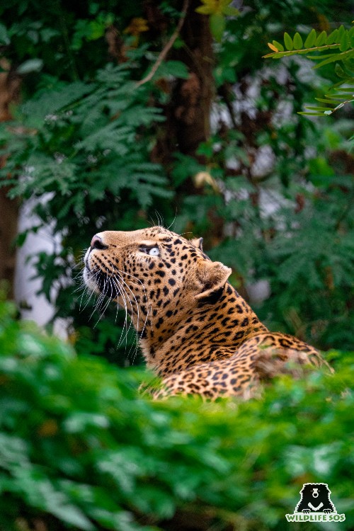 creative writing on leopard