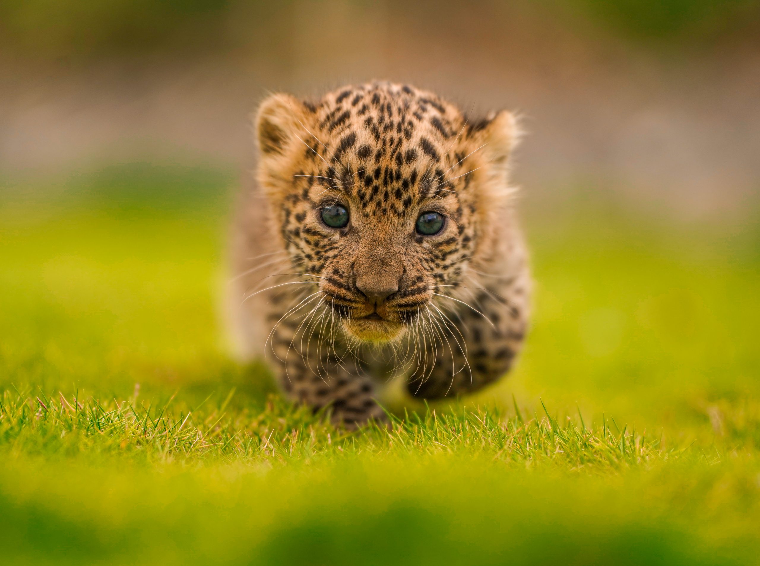 leopard cubs