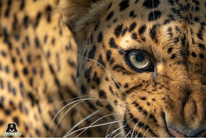 creative writing on leopard