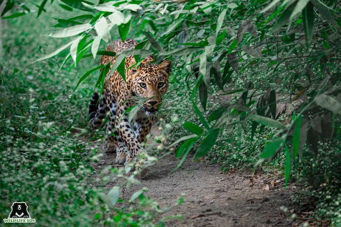 In Memoriam – Lali, The Leopard With The Striking Red Eyes - Wildlife SOS