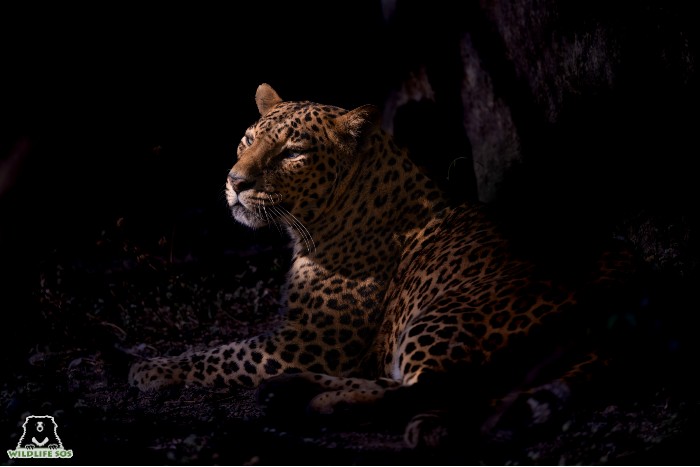 creative writing on leopard