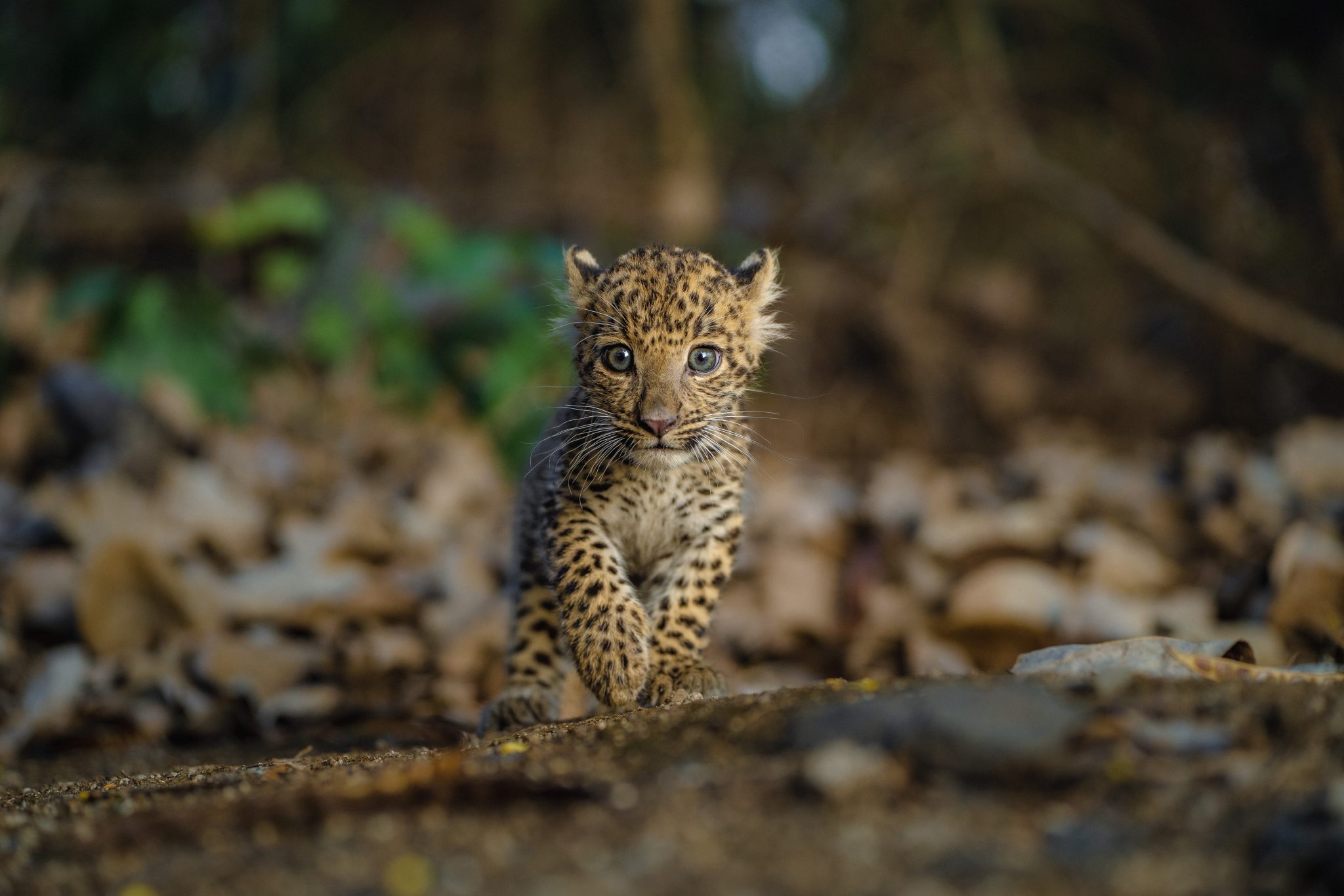 Why We Reunite Leopard Cubs With Their Mothers Wildlife Sos