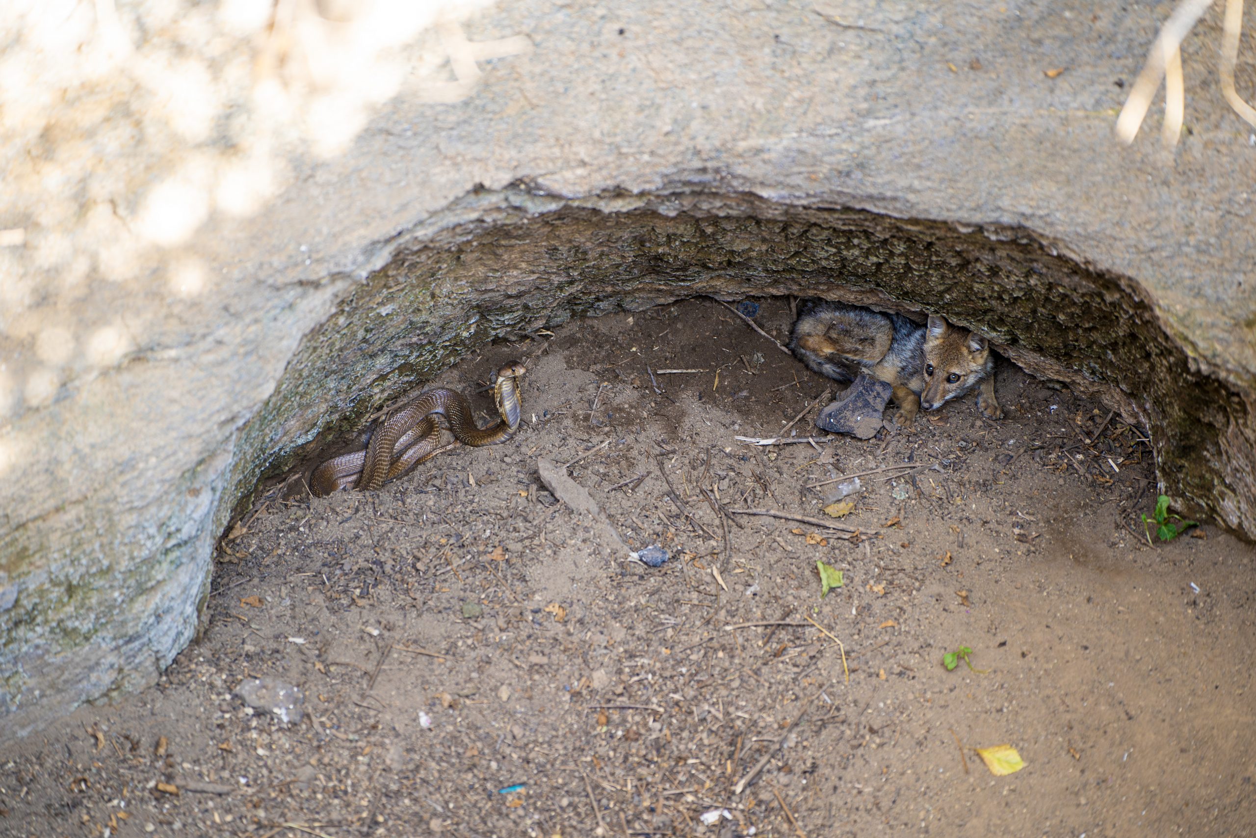 Jackal And Cobra Trapped Together In Open Well, Rescued In Maharasthra!