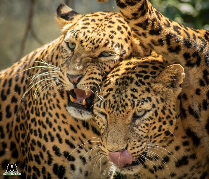 Usha and Nisha spent their time together grooming each other meticulously. [Photo (c) Wildlife SOS/Akash Dolas]