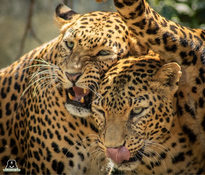 Leopards - Wildlife SOS