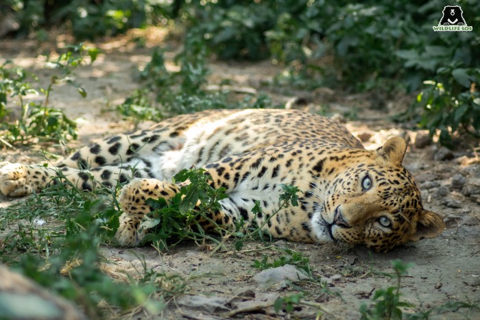 Usha's legacy of resilience will remain in our hearts forever. [Photo (c) Wildlife SOS/Akash Dolas]