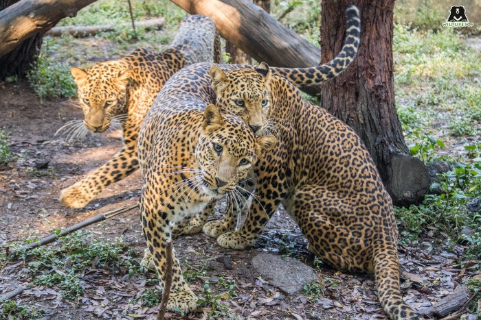 Asha, Usha and Nisha living together in their initial days. [Photo (c) Wildlife SOS/Akash Dolas]