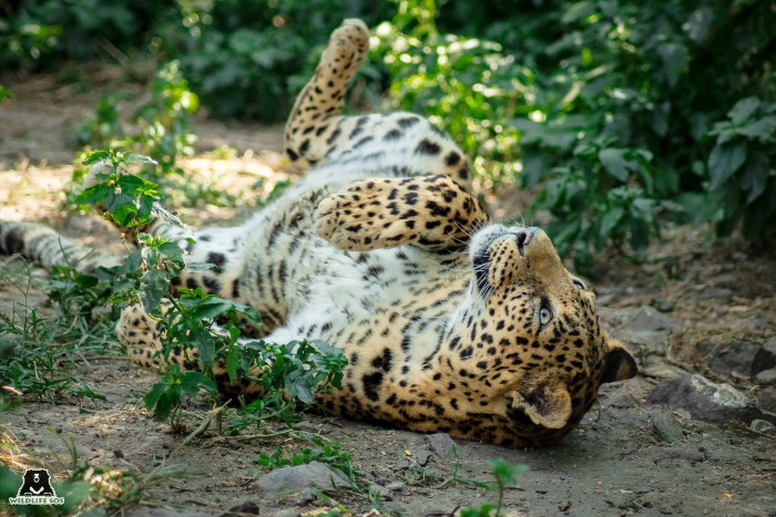 Usha loved to find 'puddles' of sunlight and bask in them. [Photo (c) Wildlife SOS/Akash Dolas]