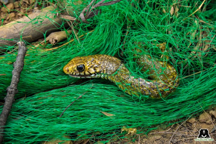 Urban areas can pose innumerous threats to the wildlife that live here, so it is important to reach out to local rescue and rehabilitation organisations if you notice and animal in distress.  [Photo (c) Wildlife SOS/Kunal Malhotra]